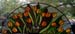 Tulips - Stained Glass by Peggy Journey Campbell